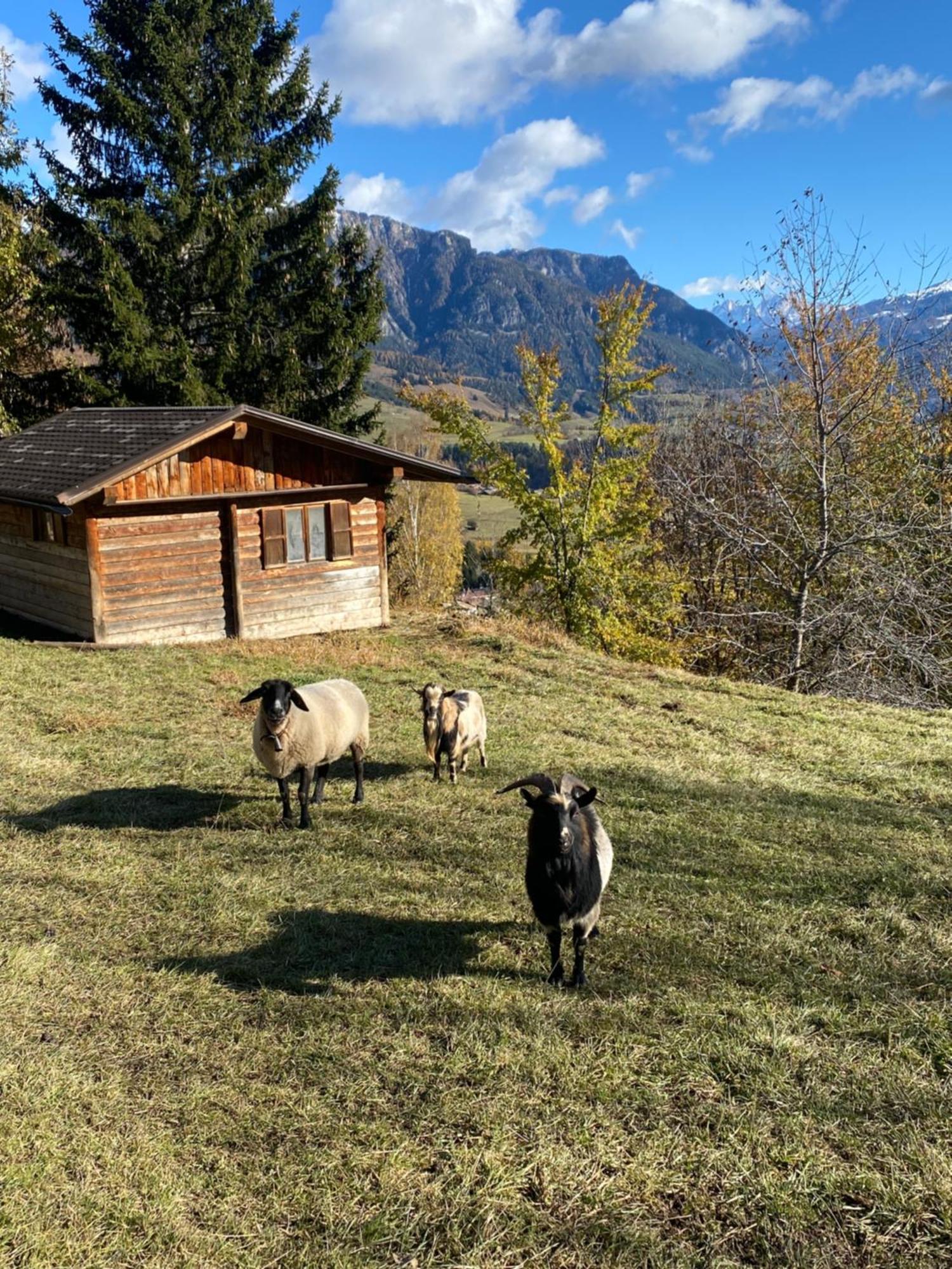 קסטלו די פיימה Encia'S Home Dolomiti מראה חיצוני תמונה